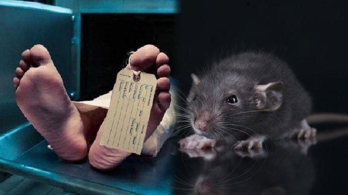 Hantavirus berasal dari hewan pengerat seperti tikus