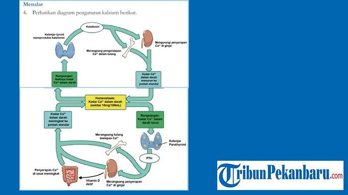 Perhatikan diagram pengaturan kalsium berikut.