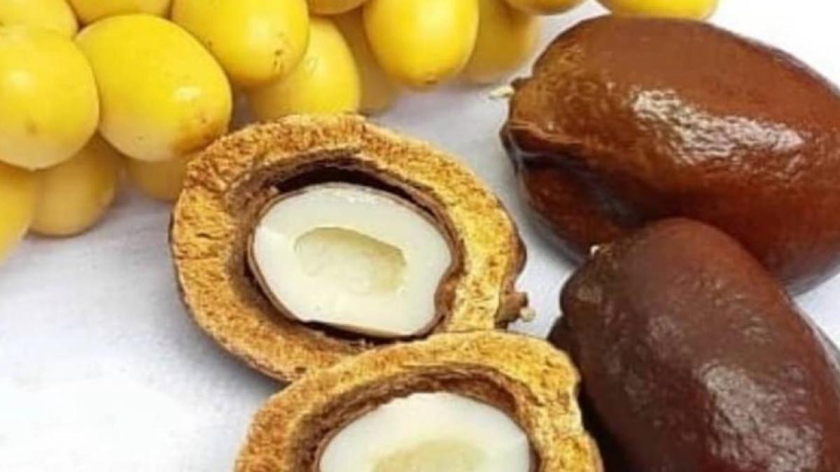 LIVINGTREE MALANG - toko oleh-oleh haji di Malang, Jawa Timur yang menawarkan berbagai produk .