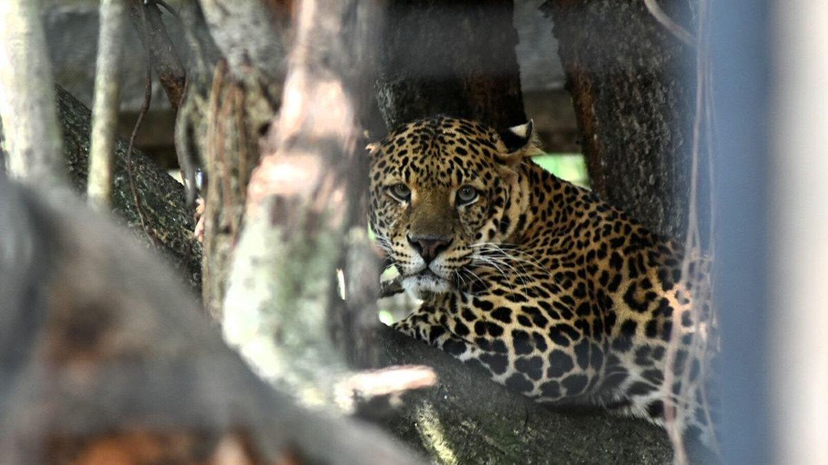Salah satu macan tutul koleksi Kebun Binatang Bandung