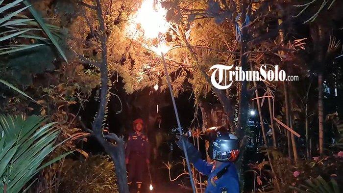 ILUSTRASI. Petugas Damkar Sragen evakuasi sarang tawon vespa di rumah warga Kelurahan Plumbungan, Kecamatan Karangmalang, Kabupaten Sragen, Senin (16/9/2024) sore. Di Klaten ada temuan sarang tawon jumbo. 