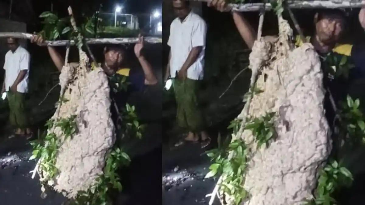 SARANG TAWO JUMBO - Sarang tawon vespa affinis ukuran jumbo diamankan relawan Damkir di Dukuh Purnan, Desa Ngemplak, Kecamatan Kalikotes, Kabupaten Klaten. Warga resah dengan sarang tawon tersebut.
