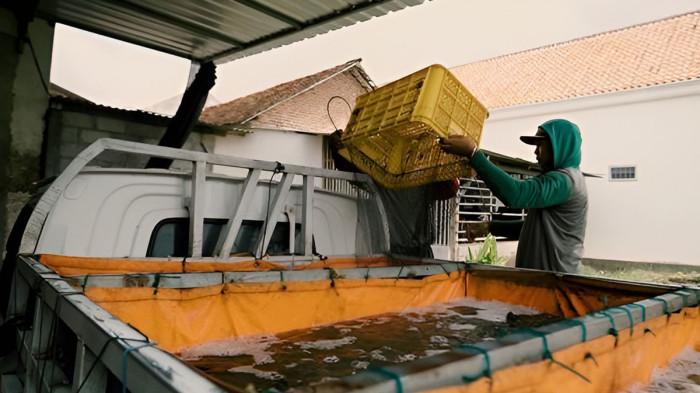 KENDARAAN ANDALAN - Untuk mendukung pengiriman hasil panen ikan lele, Farid dan para pengepul di wilayahnya mengandalkan kendaraan niaga Daihatsu Gran Max.