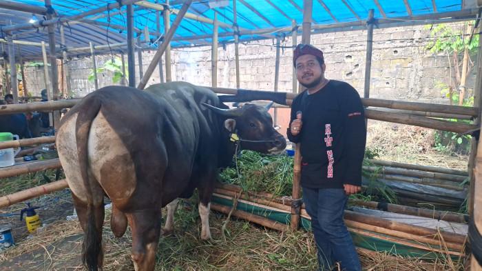 PENJUALAN HEWAN KURBAN - Pemilik Kandang Satwa Kencana, Ali Akbar menunjukkan sapi kurban yang dijual di Jalan Masjid Lapangan Tembak, Kelurahan Cibubur, Kecamatan Ciracas, Jakarta Timur pada Minggu (10/5/2026). Ia mengaku penjualan hewan kurban tahun ini baru mencapai sekitar 50 persen.