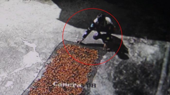 Viral video di media sosial seorang pemuda terekam kamera cctv saat mencuri setumpuk biji kakao sedang dijemur di halaman masjid di Kabupaten Polman, Sulbar, Senin (11/5/2026).