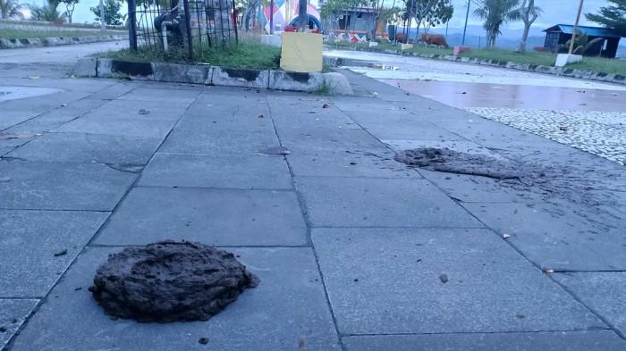 Kotoran sapi berserakan di Anjungan Pasangkayu