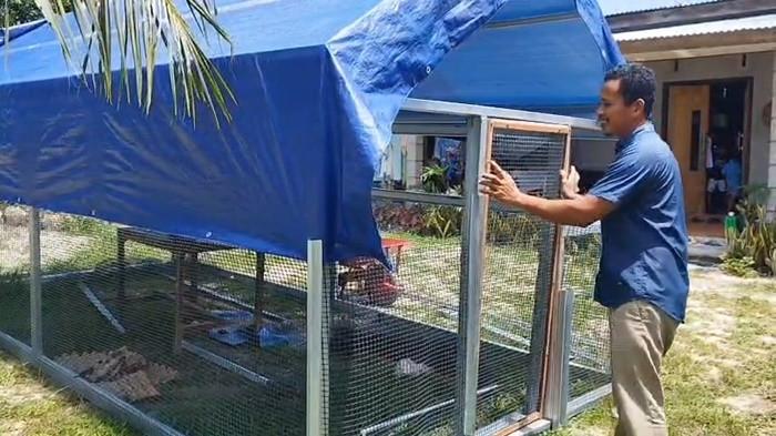 KANDANG BERPINDAH - Pembudidaya asal Kecamatan Dendang, Belitung Timur, Asror di atas petakan tanah bekas kandang ayam berpindah miliknya, Minggu (10/5/2026). Memanfaatkan campuran kotoran hewan, arang sekam, dan abu boiler, Asror menciptakan formula pupuk organik mandiri yang mampu memperbaiki kualitas tanah terdegradasi sekaligus menjadi solusi di tengah melambungnya harga pupuk kimia.