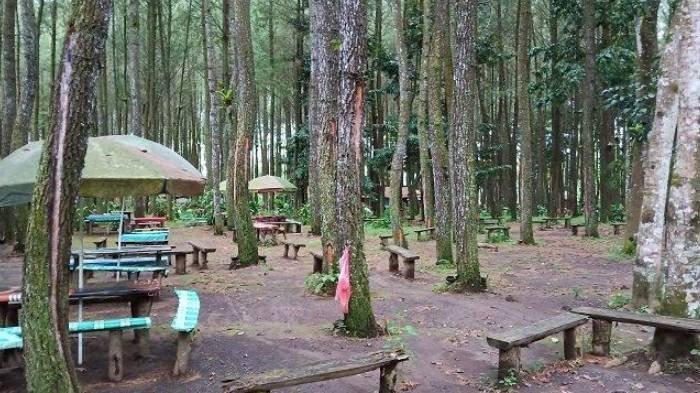 Hutan Pinus Songgon, Banyuwangi, Jawa Timur
