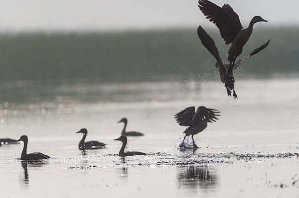 Lesser whistling ducks in motion