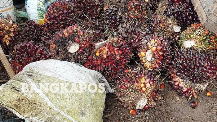TBS SAWIT -- Kondisi TBS kelapa sawit milik pengepul di Desa Bangka Kota, Selasa (12/5/2026). Sudah sepekan terakhir petani mengalami kesulitan menjual buah ke pabrik kelapa sawit di Kecamatan Simpang Rimba.
