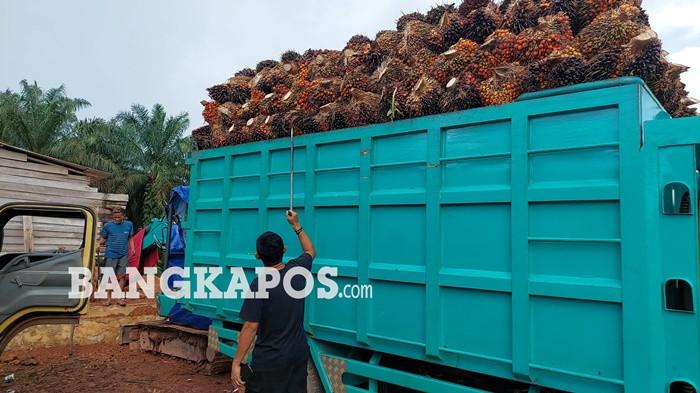 buah segar yang ada di halaman pengepul di Desa Bangka Kota, Selasa (12/5/2026). Sudah sejak dua hari terakhir truk tersebut terparkir dan belum bisa mengirim tandan buah segar ke pabrik kelapa sawit di Kecamatan Simpang Rimba.