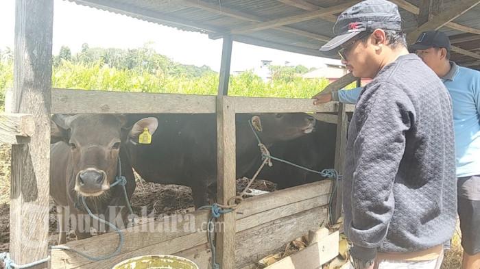 HEWAN KURBAN - Kondisi kandang ternak milik Jufri di Jalan Padat Karya, Sebidai, Kecamatan Sesayap, Kabupaten Tana Tidung, Kaltara, Sabtu (9/5/2026). Dari usaha bisnis hewan kurban yang ditekuninya, Jufri mampu membiayai kuliahnya hingga ke jenjang Magister (S2).