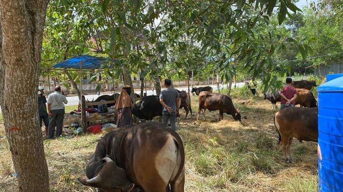 Petugas medis veteriner Dinas Ketahanan Pangan dan Pertanian Kabupaten Nunukan