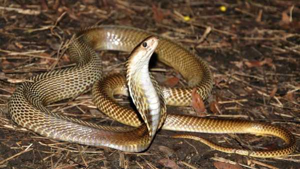 Does Snake Has Ear Explained?