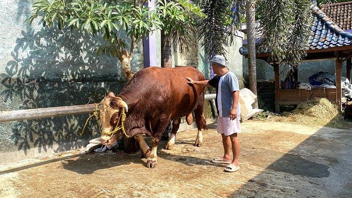 SAPI PRESIDEN: Pemilik Ubi Jaya Farm, Supardiono (49), sedang memandikan Sontrot di tempat usahanya, Padukuhan Salakan, Kalurahan Bangunjiwo, Kapanewon Kasihan, Kabupaten Bantul, Rabu (13/5/2026).