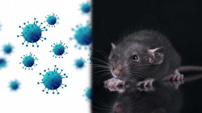 Ilustrasi virus dan tikus