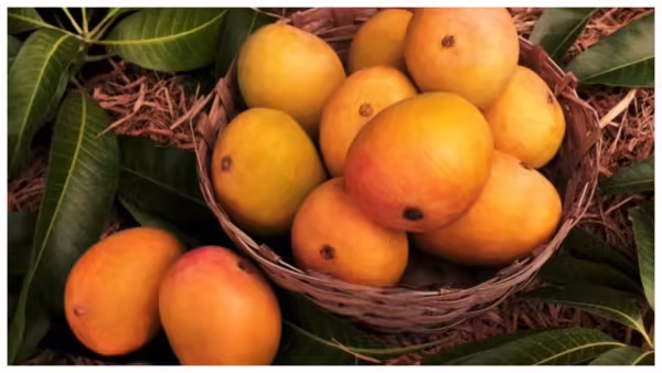Goa’s Summer Gold