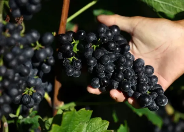 Family members of Yuichi Hirotsu harvest Kerner grapes at their Hirotsu Vineyard, managed by the Hirotsu family producing Pinot Noir, Kerner and other grapes for wine produced by Grande Polaire, in Yoichi on Japan's northernmost island of Hokkaido, Japan October 6, 2025. REUTERS/Issei Kato TPX IMAGES OF THE DAY