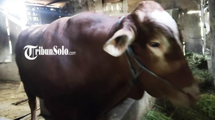 SAPI PRESIDEN. Glendoh, sapi jenis Limosin dengan berat 9 kuintal milik Hadi Sumanto (84) warga Dukuh Tugu, RT 1, RW 12, Desa Tangkil, Kecamatan/Kabupaten Sragen, dibeli Presiden RI Prabowo Subianto untuk hewan kurban, senilai Rp 80 juta, Rabu (13/5/2026).