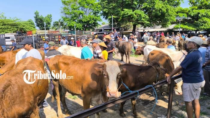 Sapi kurban 53