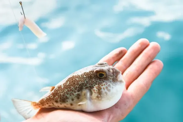 Ikan Fugu beracun