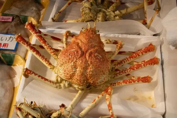 King Crab. Ilustrasi