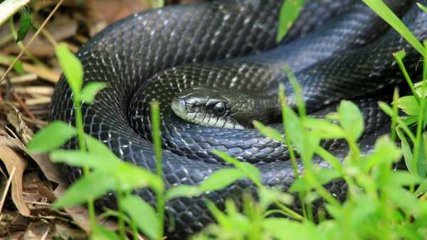 Snake Entry In Ac