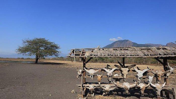 Savana Bekol Taman Nasional Baluran Situbondo