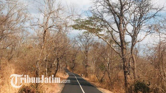 Akses jalan masuk Taman Nasional Baluran menuju Pantai Bama melalui Savana Bekol.