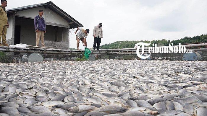 IKAN MATI - Ilustrasi ribuan ikan mati akibat fenomena upwelling. Belasan ton ikan kakap siap panen Waduk Cengklik, Kabupaten Boyolali dilaporkan mati mendadak akibat fenomena upwelling yang terjadi usai hujan deras mengguyur kawasan waduk. Kematian massal ikan mulai terjadi pada Jumat (15/5/2026) siang.