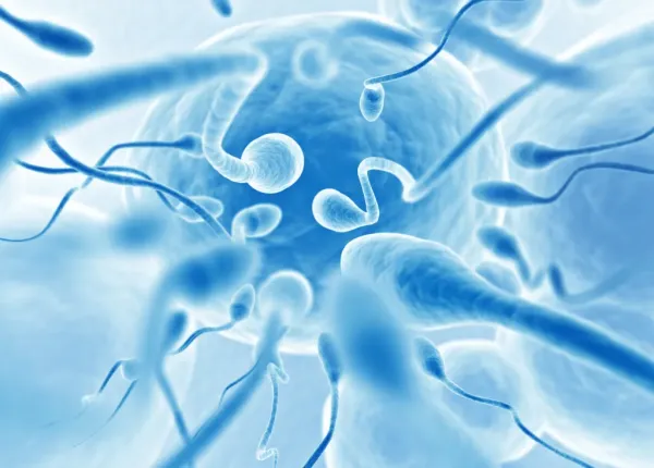 Illustration of multiple sperm approaching a human egg, with one sperm in the foreground appearing closest to the egg.