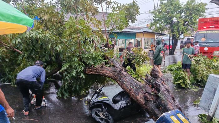 POHON TUMBANG - Sebuah motor tertimpa pohon tumbang di Jalan Sam Ratulangi, Kota Gorontalo, Provinsi Gorontalo pada Jumat (15/05/2026) siang.