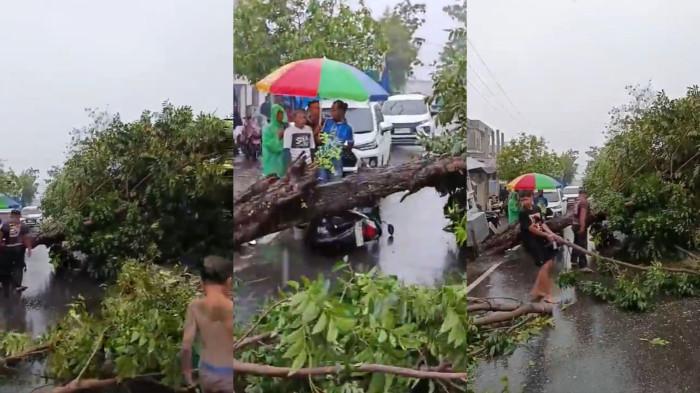 POHON TUMBANG -- Sebuah pohon tumbang di tengah jalan Kota Gorontalo menimpa sepeda motor, Jumat sore (15/5/2026).