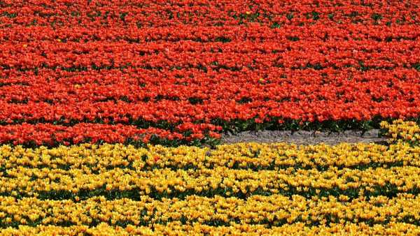 Tulip Netherlands