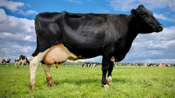 Dairy Industry In Netherlands