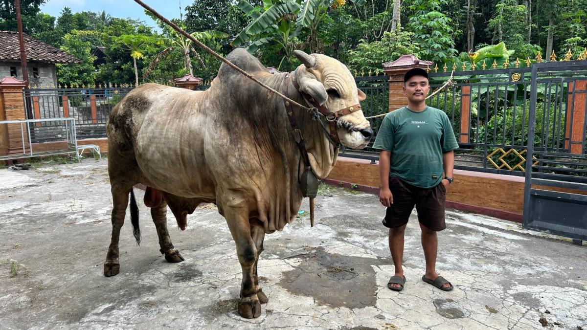 IDUL ADHA KLATEN - Sapi PO bernama Bima Seta berbobot 977 kilogram milik bersama Lingga Praditya (25) saat berada di kandangnya di Desa Dompyongan, Jogonalan, Klaten, Jumat (15/5/2026).