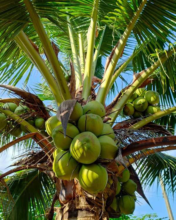 Coconut Production in India