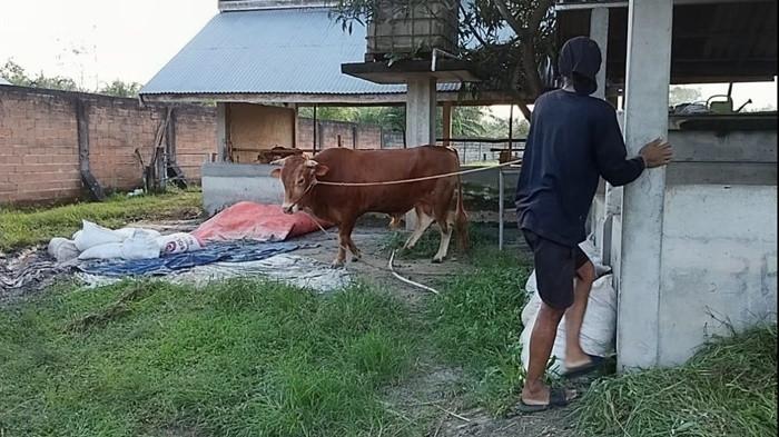 SI KOMBET - Sapi jantan jenis Limosin murni bernama si Kombet berdiri di kandangnya di Alfi Farm, Desa Lilangan, Kecamatan Gantung, Belitung Timur, Senin (18/5/2026). Sapi berusia lima tahun dengan bobot mencapai kisaran 600 kilogram ini menjadi satu-satunya sapi jenis Limosin premium yang tersisa di peternakan tersebut menjelang perayaan Iduladha 1447 Hijriah.