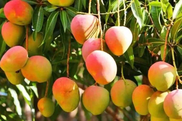 Buying Himsagar Mango? Learn How to Identify the Authentic Variety Easily