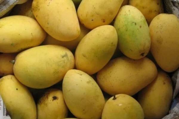Real vs Fake Himsagar Mango: Simple Ways to Recognize the Original Fruit