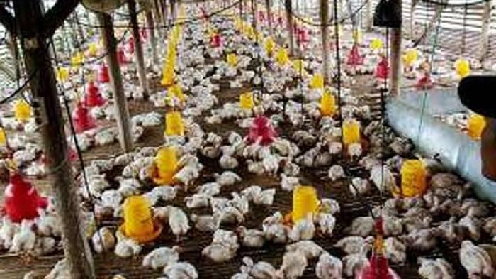 Ilustrasi peternakan ayam