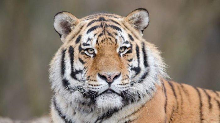Ilustrasi Harimau atau Macan.