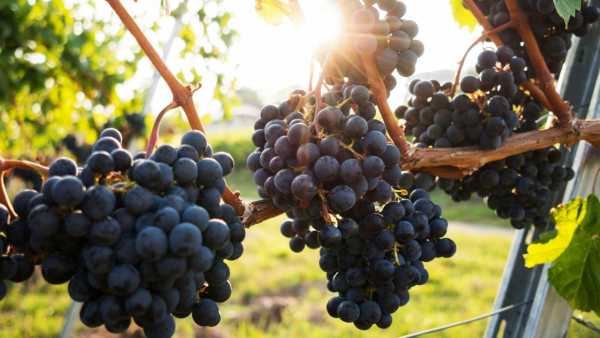 Italy Grapes Production