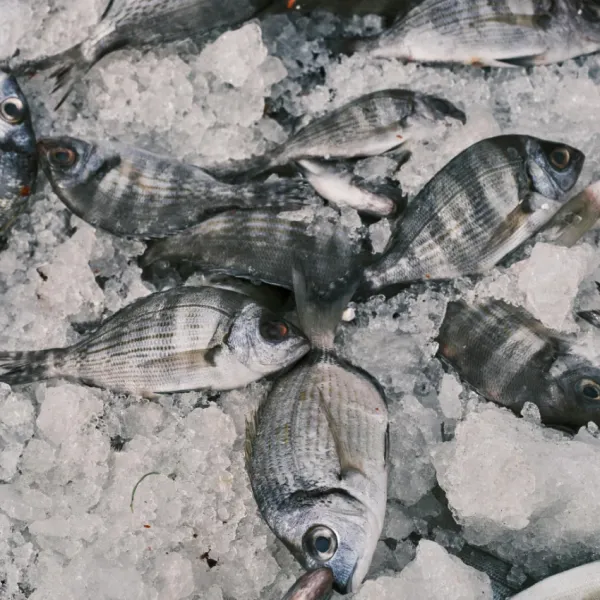 frozen fish