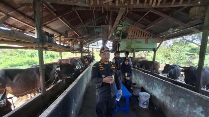 BKHTI Kaltara ikut sidak periksa sapi 02 22052026