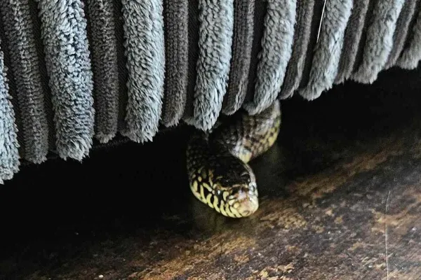 6 ways to understand if a snake is hiding in your garden