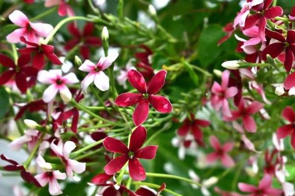 Gardening Tips: 6 Year Round Flowering Plants For Your Garden