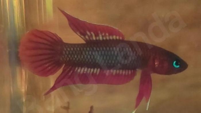 Ikan tempalak mirah