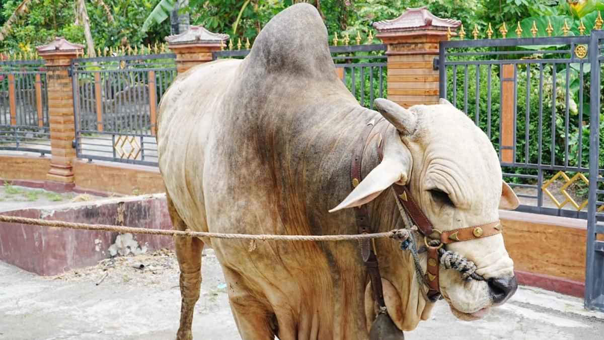IDUL ADHA  - Ilustrasi sapi kurban. 