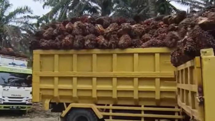 Truk pengangkut tandan buah segar (TBS) kelapa sawit terparkir di salah satu timbangan